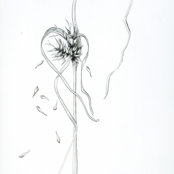 Hop Sedge Seeds with Croquill Pen