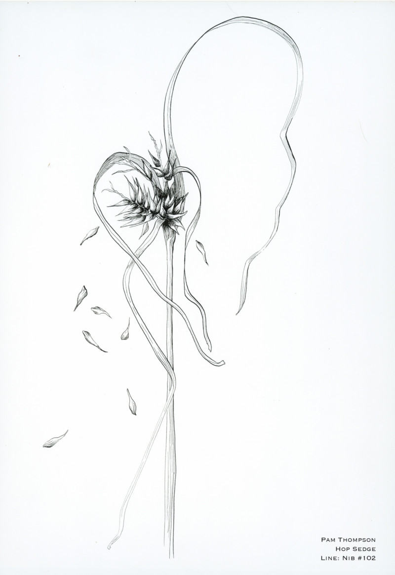hop-sedge-seeds-with-croquill-pen