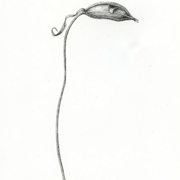 Stippled Lady Slipper Seed Pod