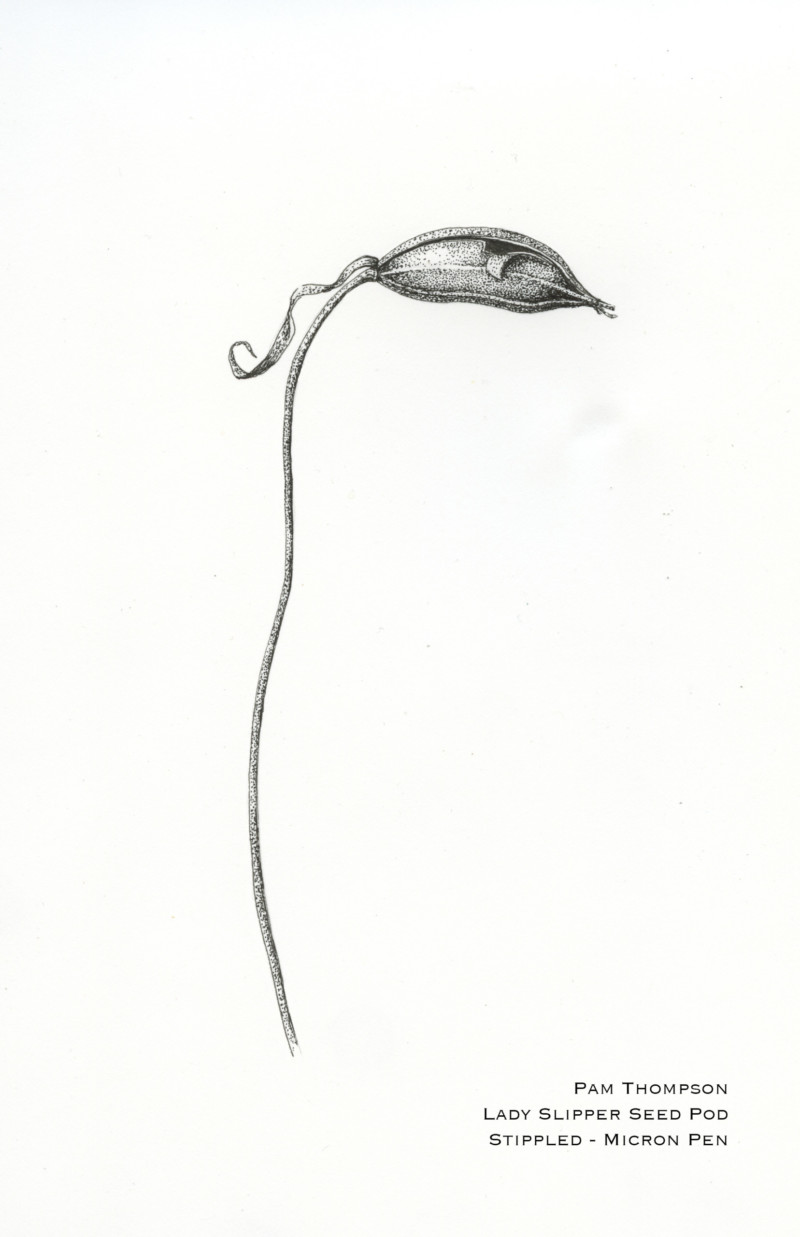 stippled-lady-slipper-seed-pod