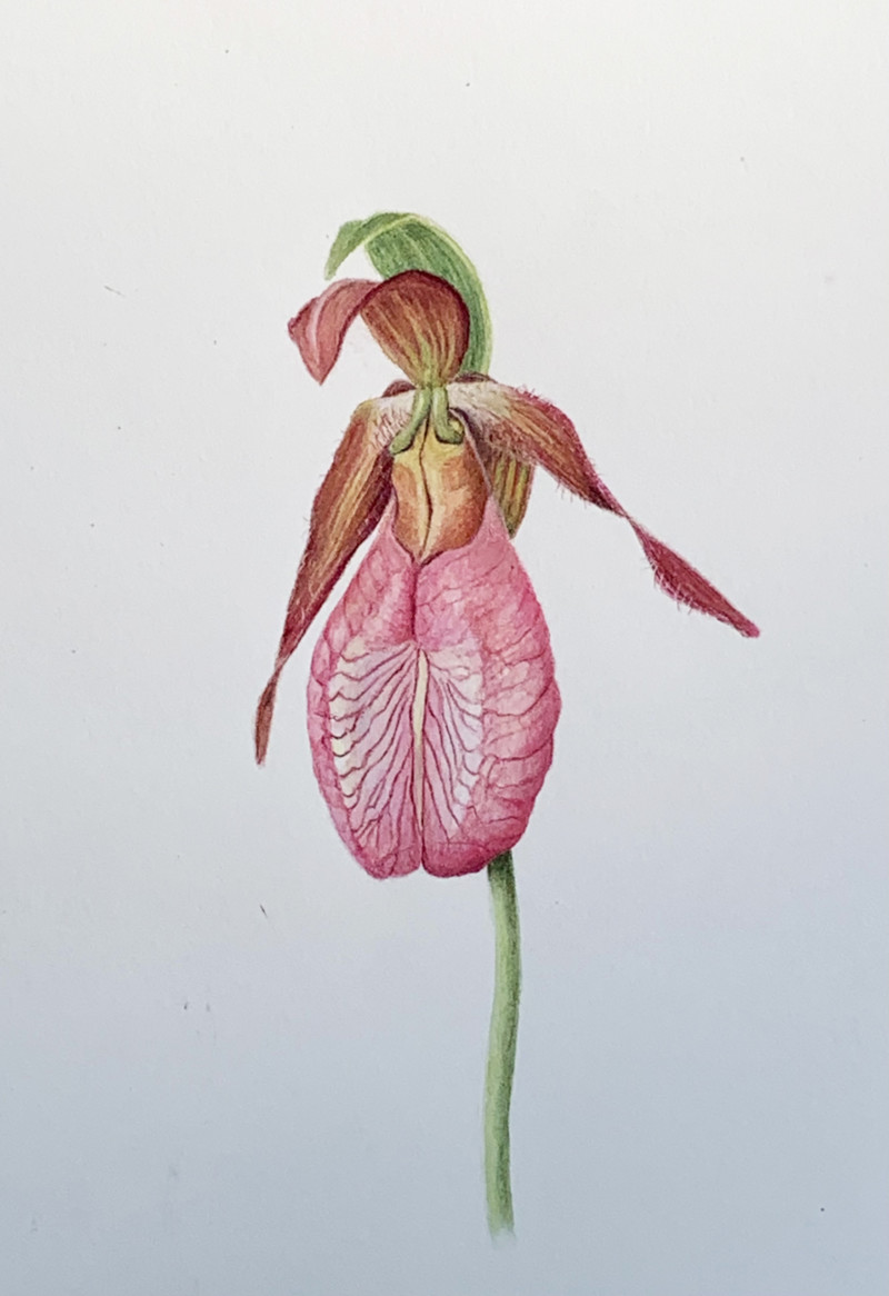 mohonk-lady-slipper-workshop