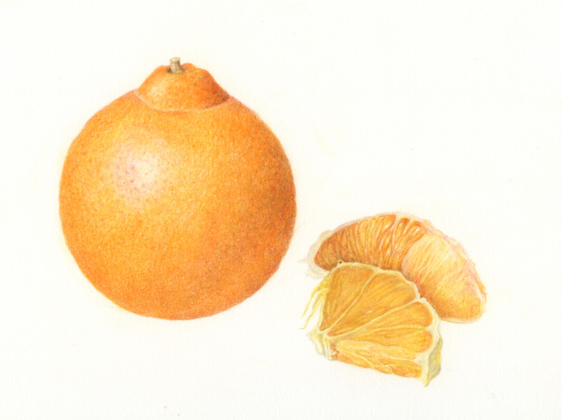orange-2-2