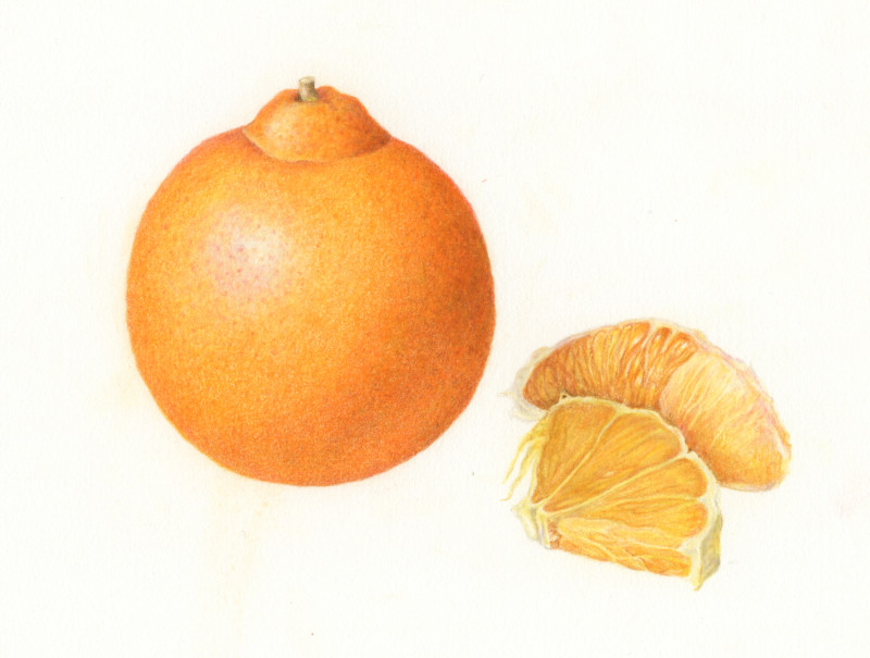 orange-3-2