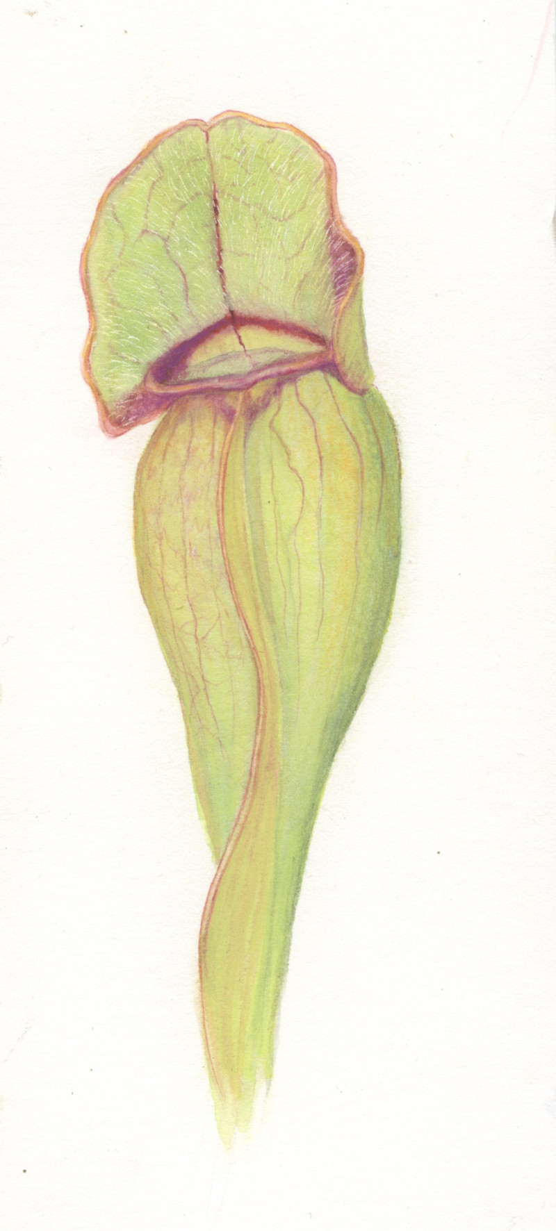 pitcher-leaf-study