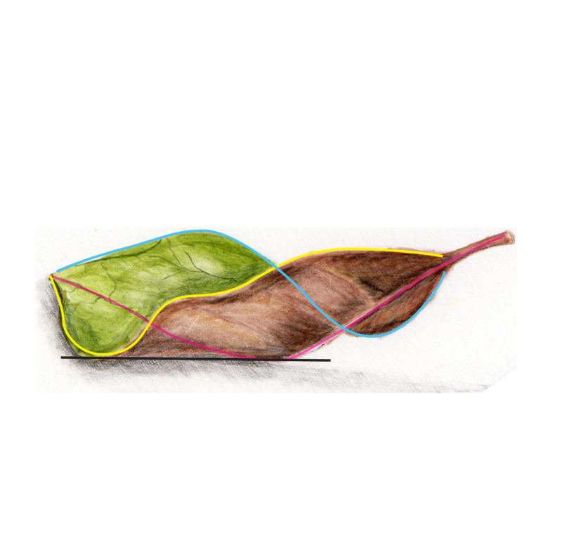 richards-leaf-for-discussion-01