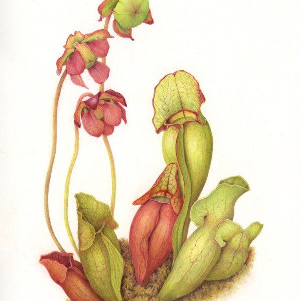 Sarracenia