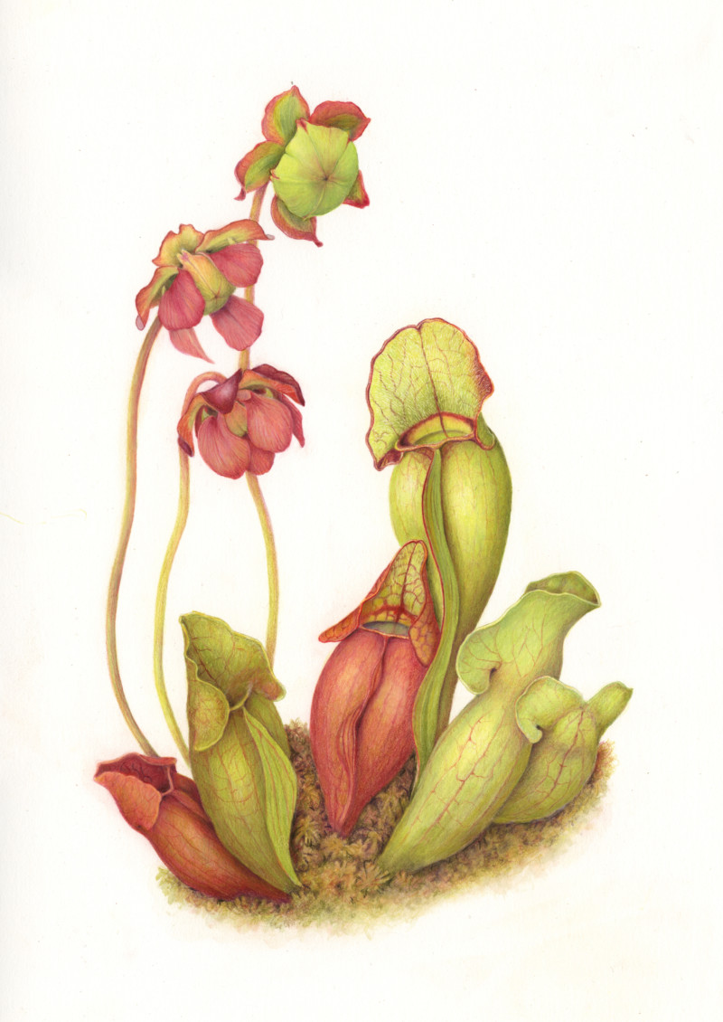 sarracenia