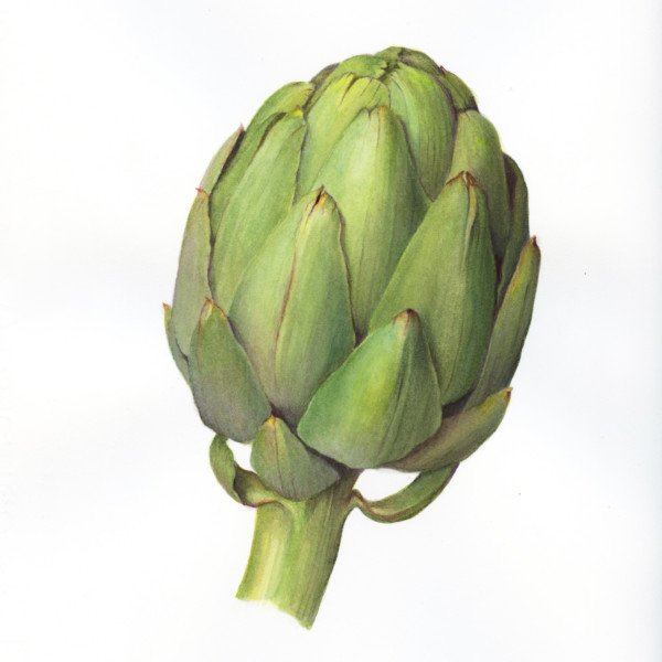 artichoke watercolor