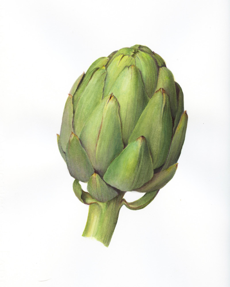 artichoke-watercolor