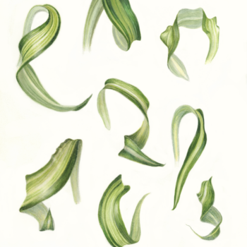 spider-plant-leaves