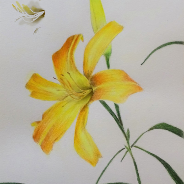 daylily-800x1067 example