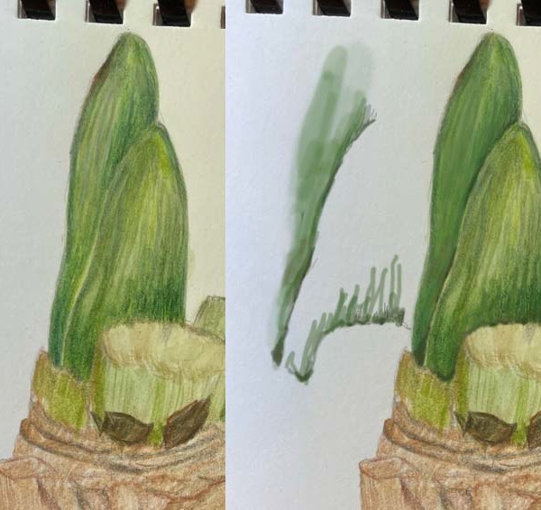 karen minden bulb