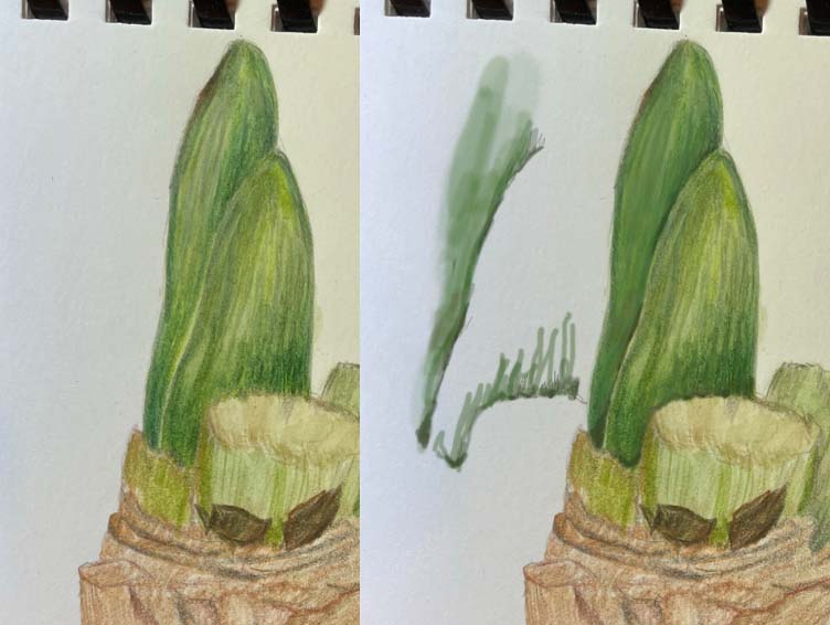 karen-minden-bulb