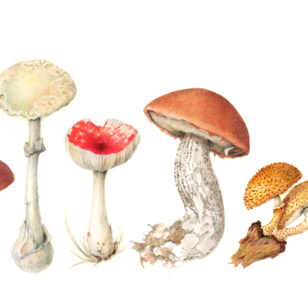 Mushrooms 