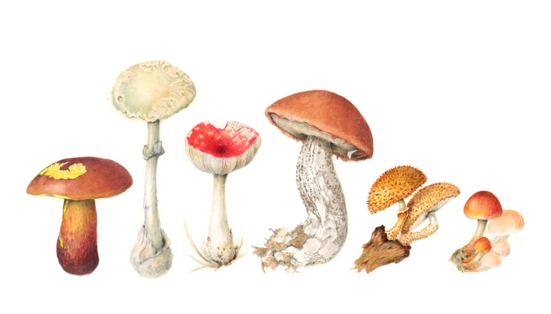 mushrooms-5