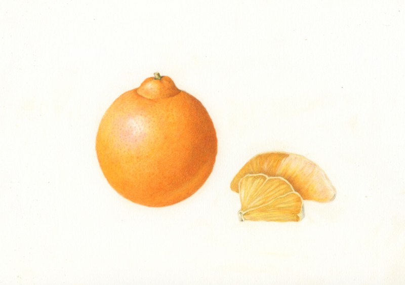 orange-4