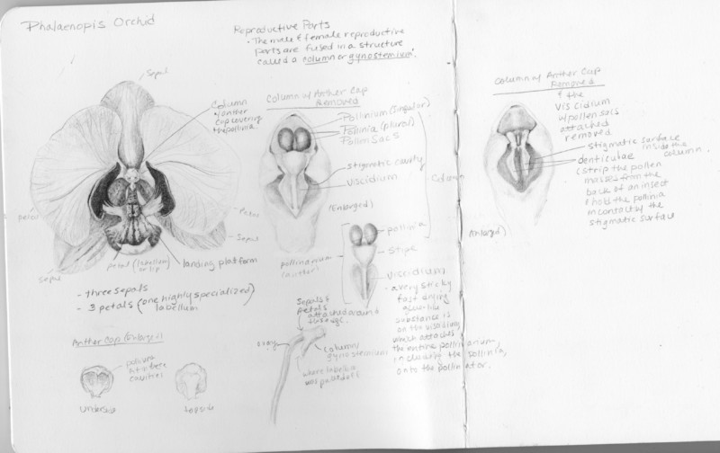 orchid-morphology