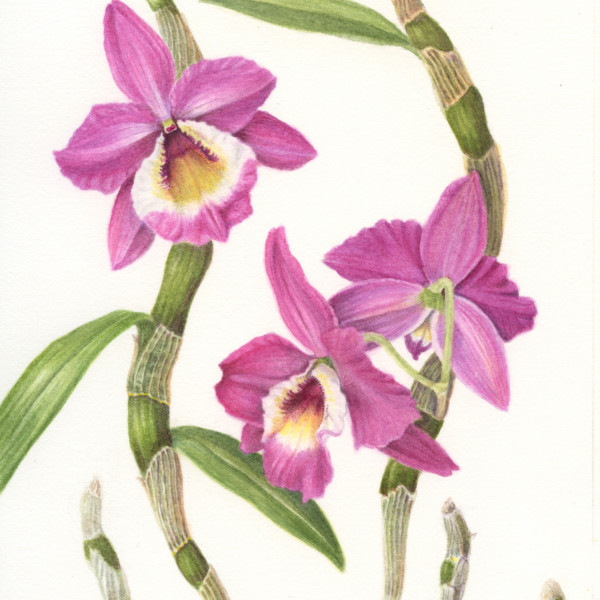 orchid on paper