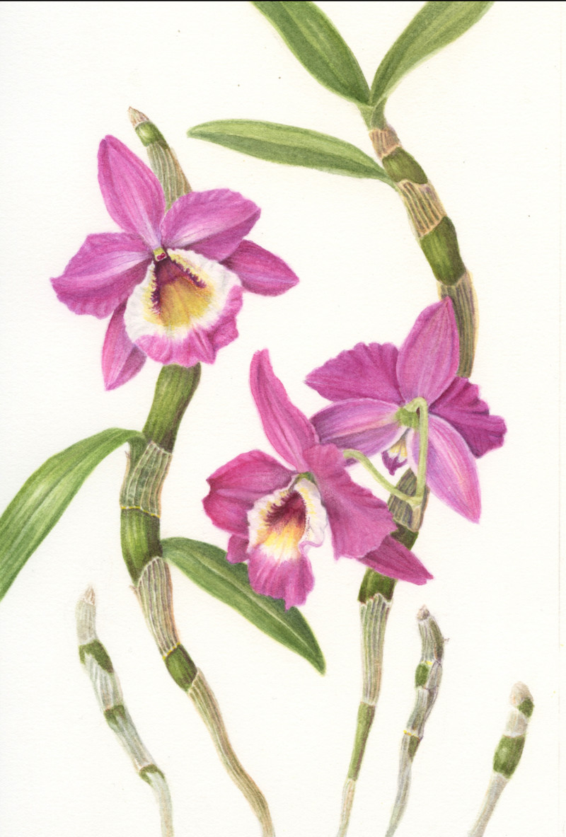 orchid-on-paper