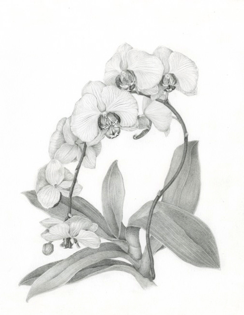 orchid-3