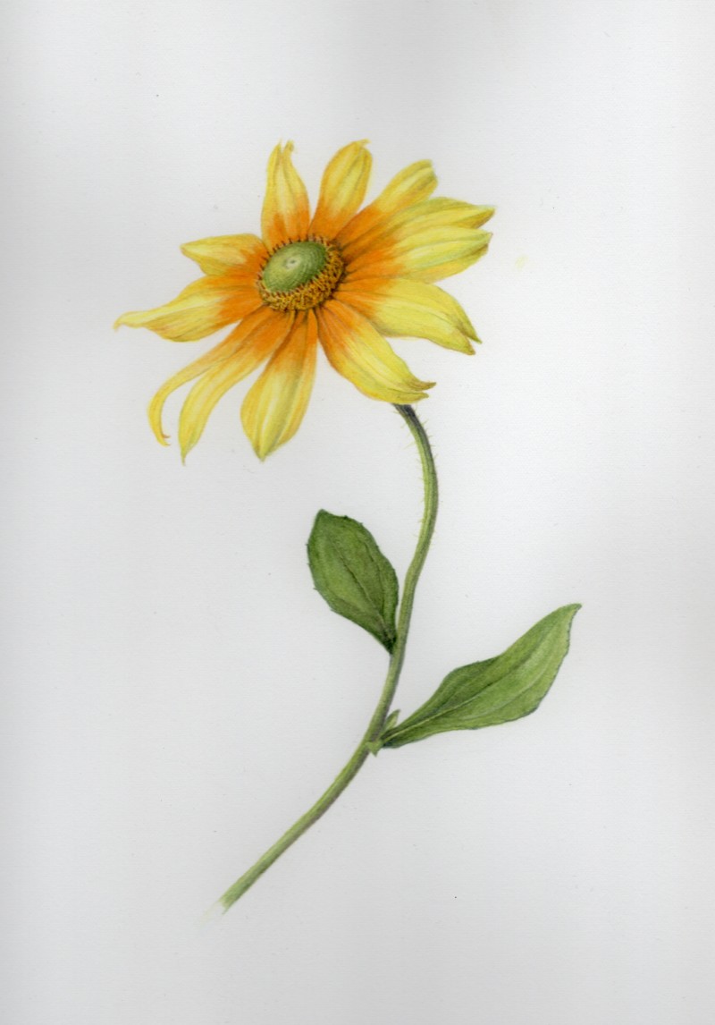 rudbeckia-irish-eyes