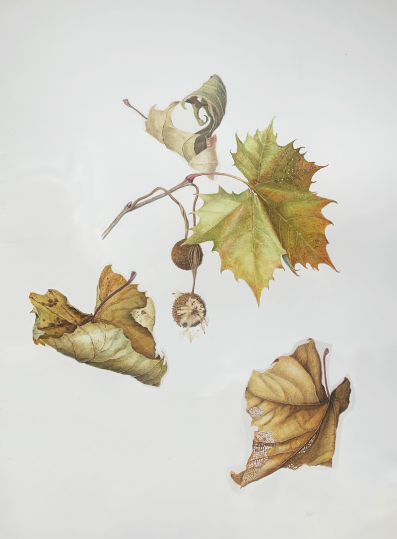 sycamore