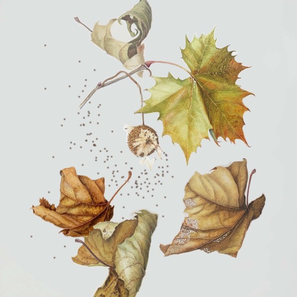 sycamore composition seed burst