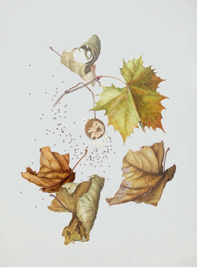 sycamore-composition-seed-burst