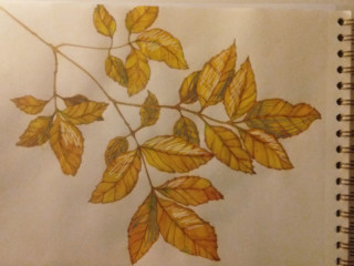ash-tree-leaves-sketch-800x552
