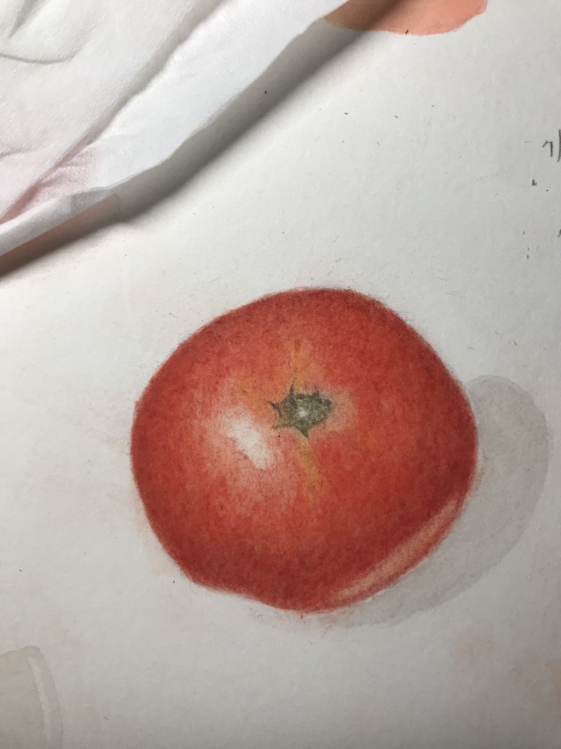 exercise-page-59-60-joy-of-botanical-drawing