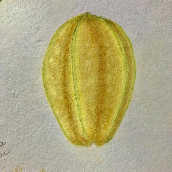 Carambola, star fruit from our tree Nov 2020