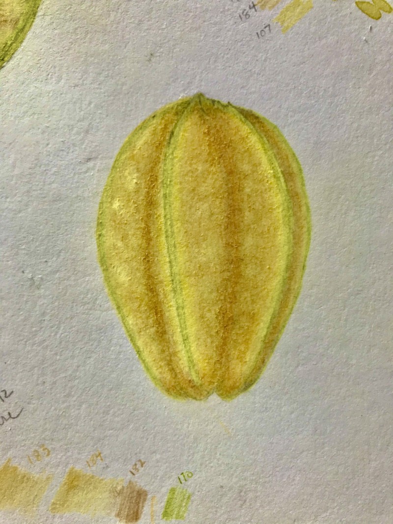 carambola-star-fruit-from-our-tree-nov-2020