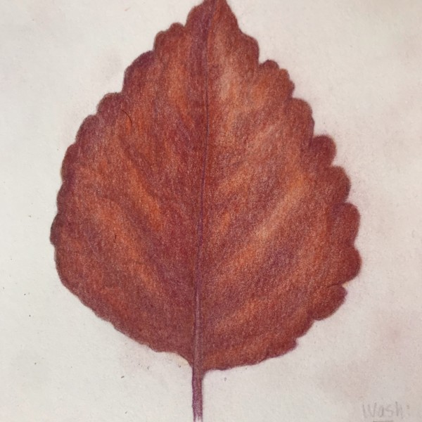 Coleus Leaf 