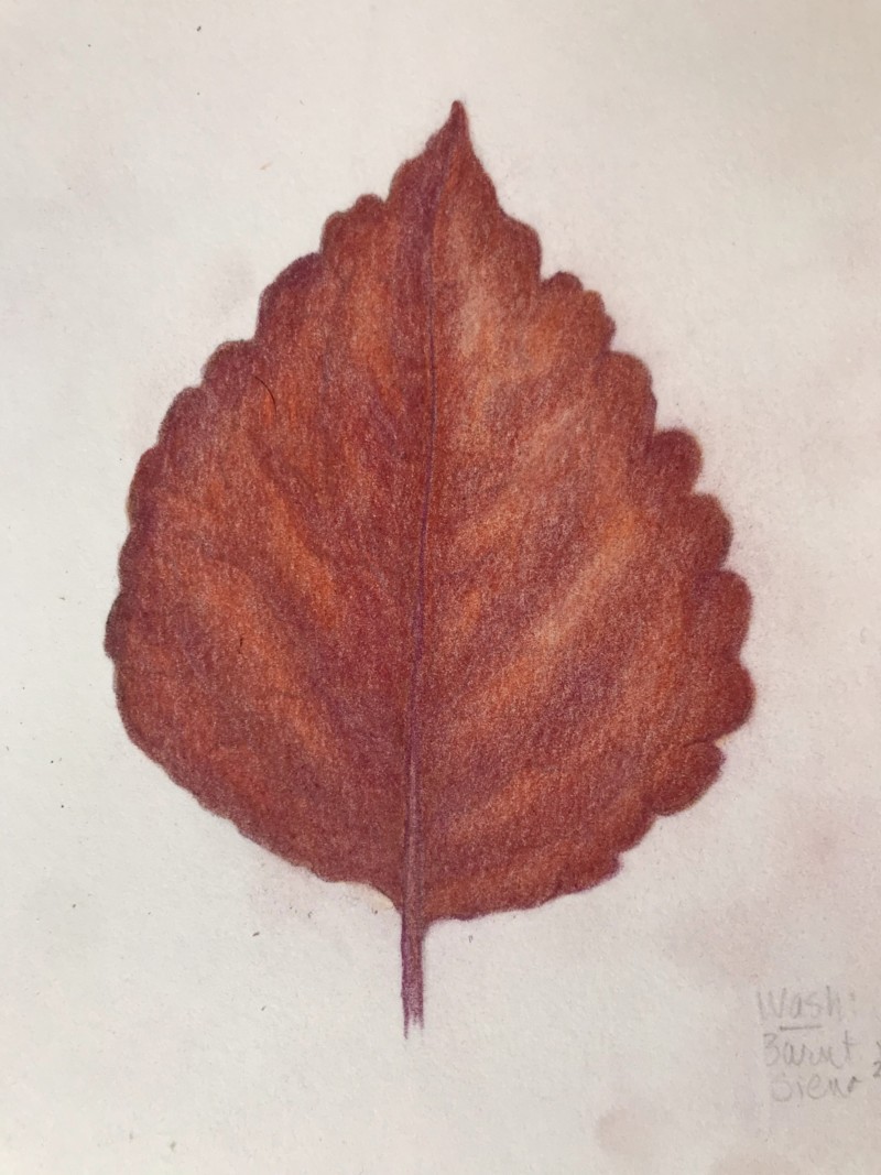 coleus-leaf