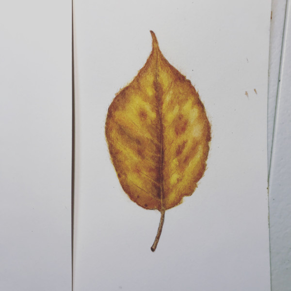 Kwanzan cherry tree leaf