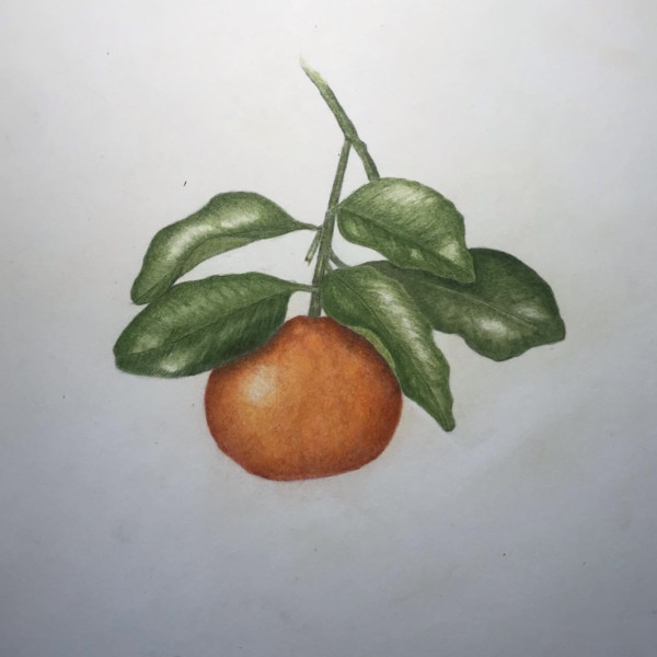 Tangerine done during Draw Botanical NTBG Week 3 2022