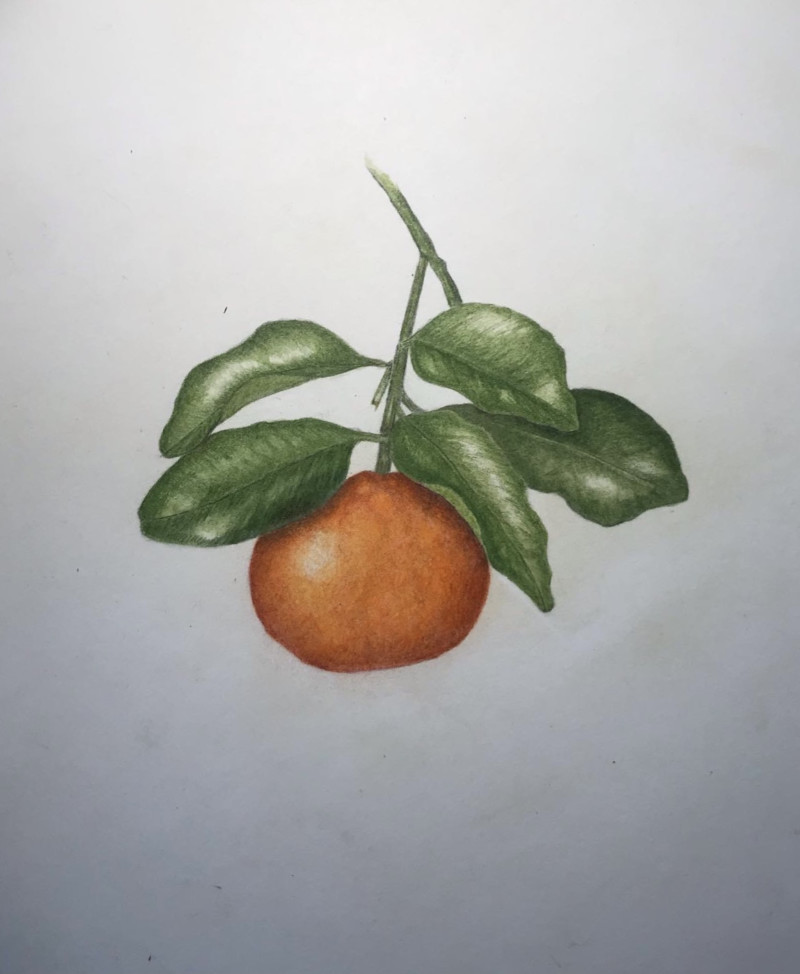 tangerine-done-during-draw-botanical-ntbg-week-3-2022