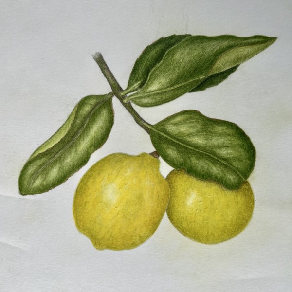 Finishing the immature Meyer Lemons