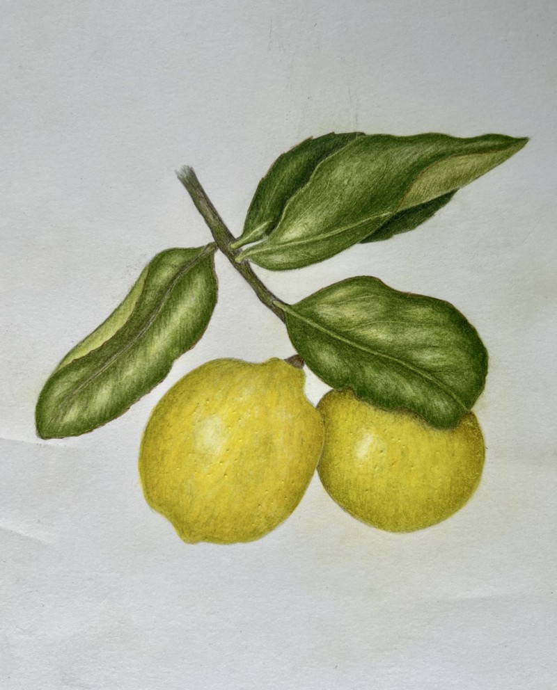 finishing-the-immature-meyer-lemons