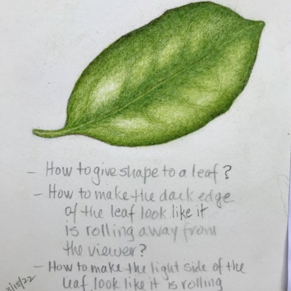 Leaf Practice - camelia leaf