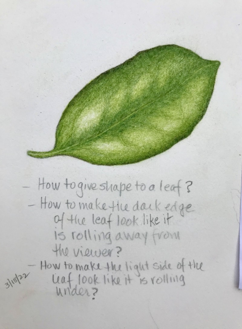 leaf-practice-camelia-leaf
