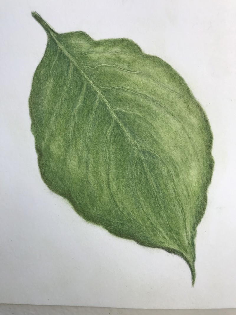dogwood-tree-leaf-with-a-bit-more-work