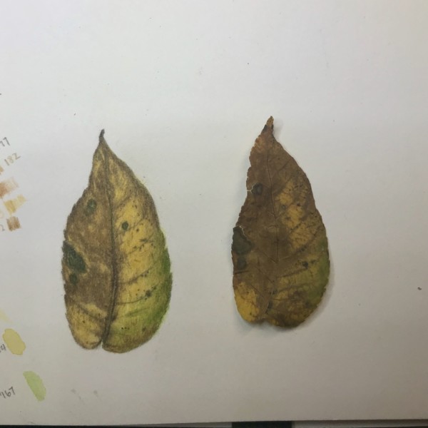 Fallen leaf and specimen