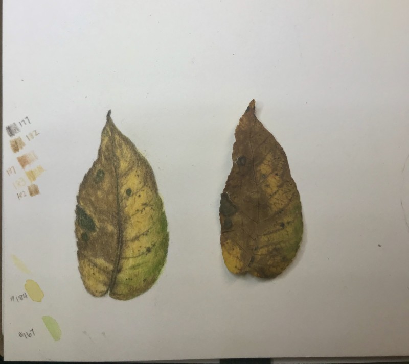 fallen-leaf-and-specimen