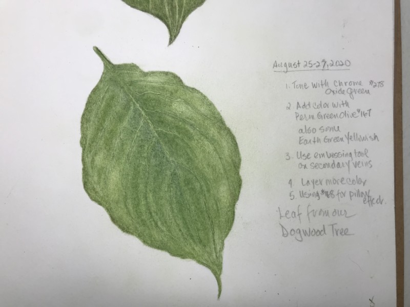 leaf-from-a-dogwood-tree
