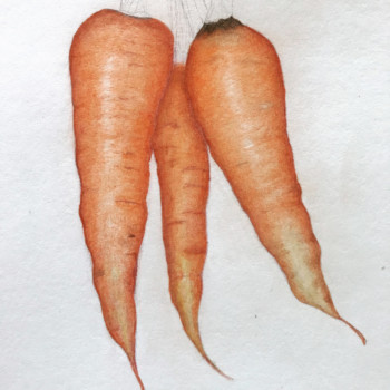 carrots-from-the-farmers-market-kauai