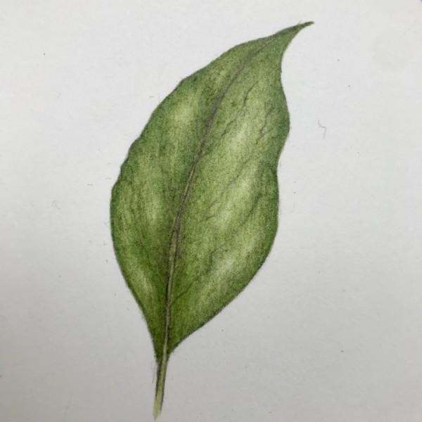More Leaf Practice