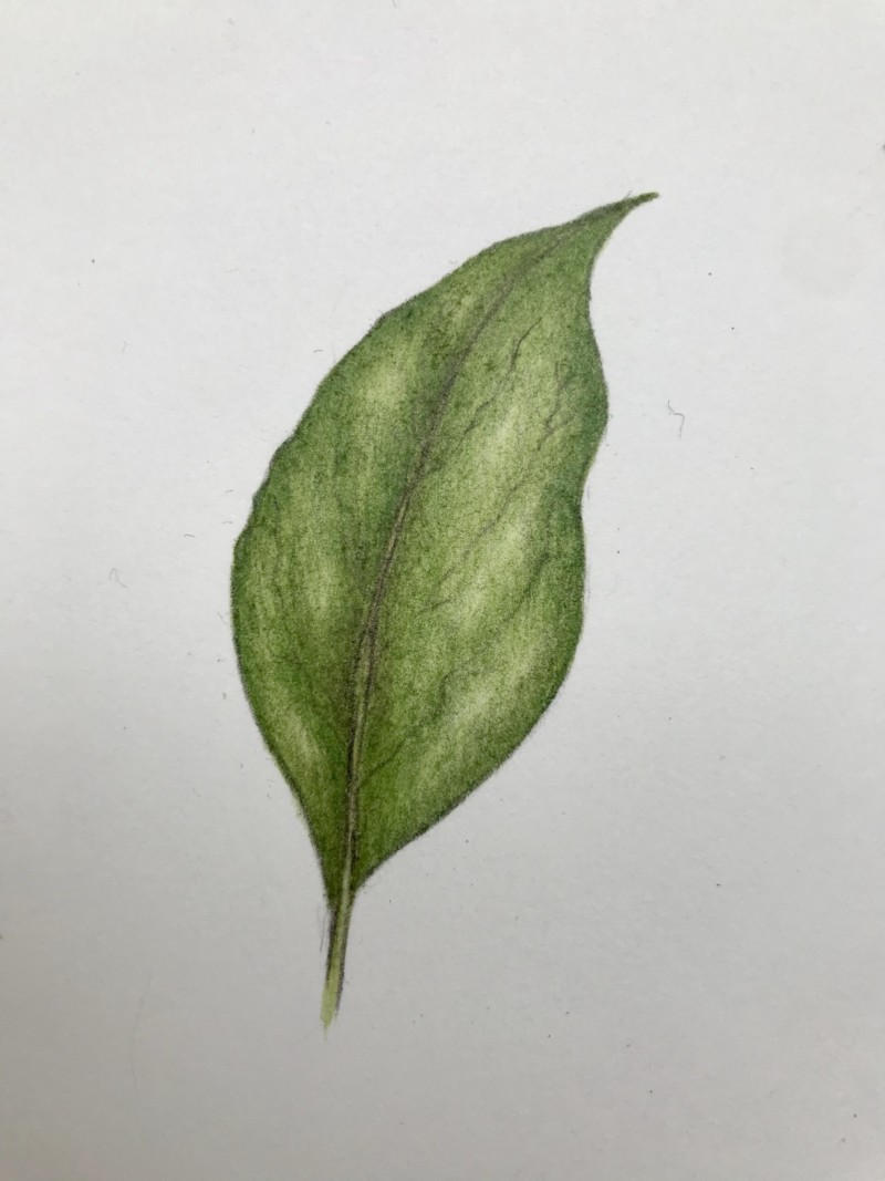 more-leaf-practice