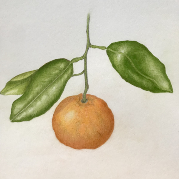 Tangerine take #2 done after the Draw Botanical Workshop NTBG 2022