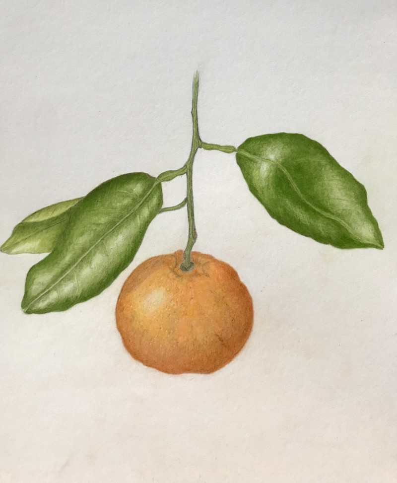 tangerine-take-2-done-after-the-draw-botanical-workshop-ntbg-2022